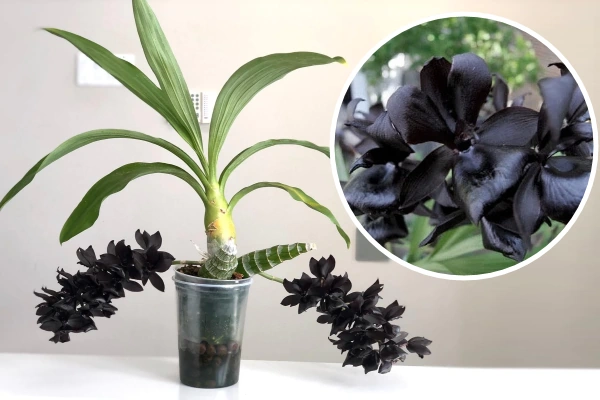 Черная орхидея Witchcraft