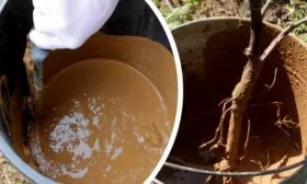 Глинянная болтушка для корней саженца