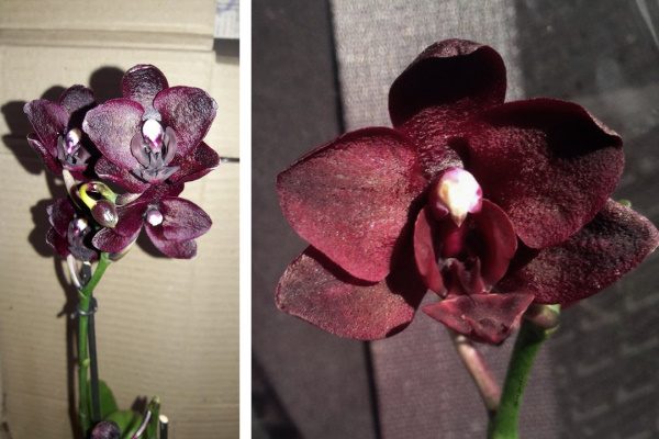 Черная орхидея Блек Трезор
