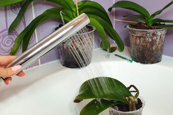 Горячий душ для орхидей