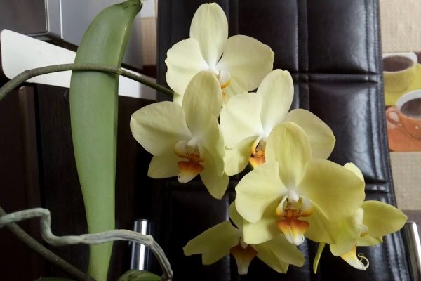 Орхидея Антура голд