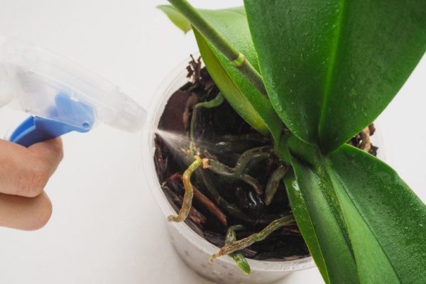 Опрыскивание орхидей от вредителей
