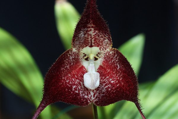 Бывают ли орхидеи чёрными? Как добиться такого цвета? Как правильно посадить и вырастить?