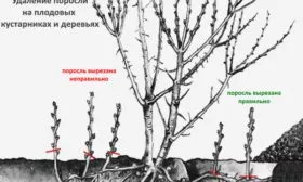 Удаление побегов на груше