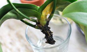 Орхидея без корней