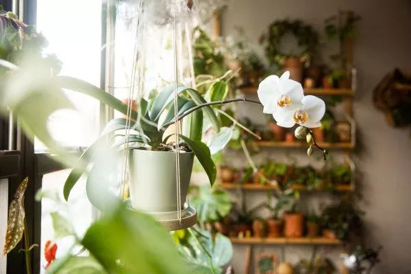 Выращивание в домашних условиях орхидеи камбрии