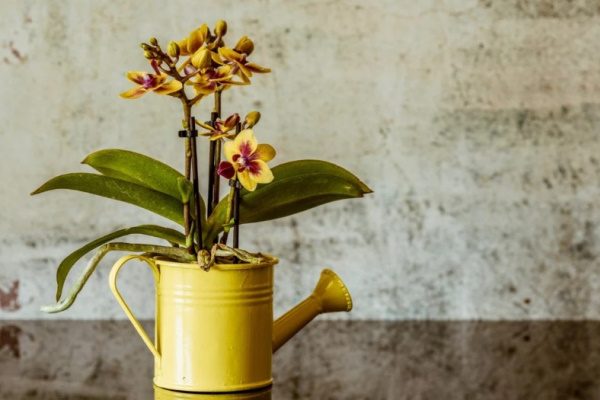 Содержание и уход за желтой орхидеей
