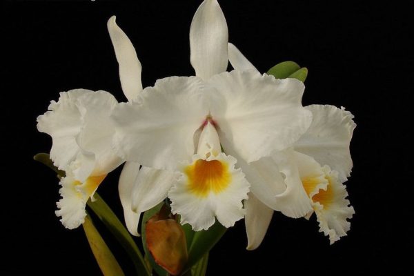 Орхидея каттлея белая
