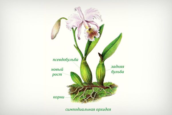 Симподиальные орхидеи