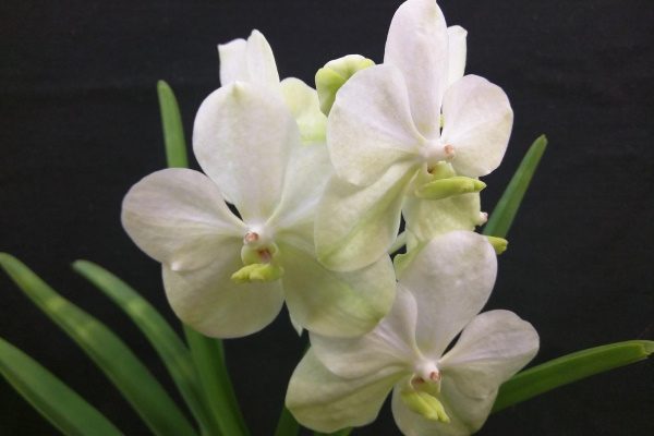 Орхидея Ванда белая