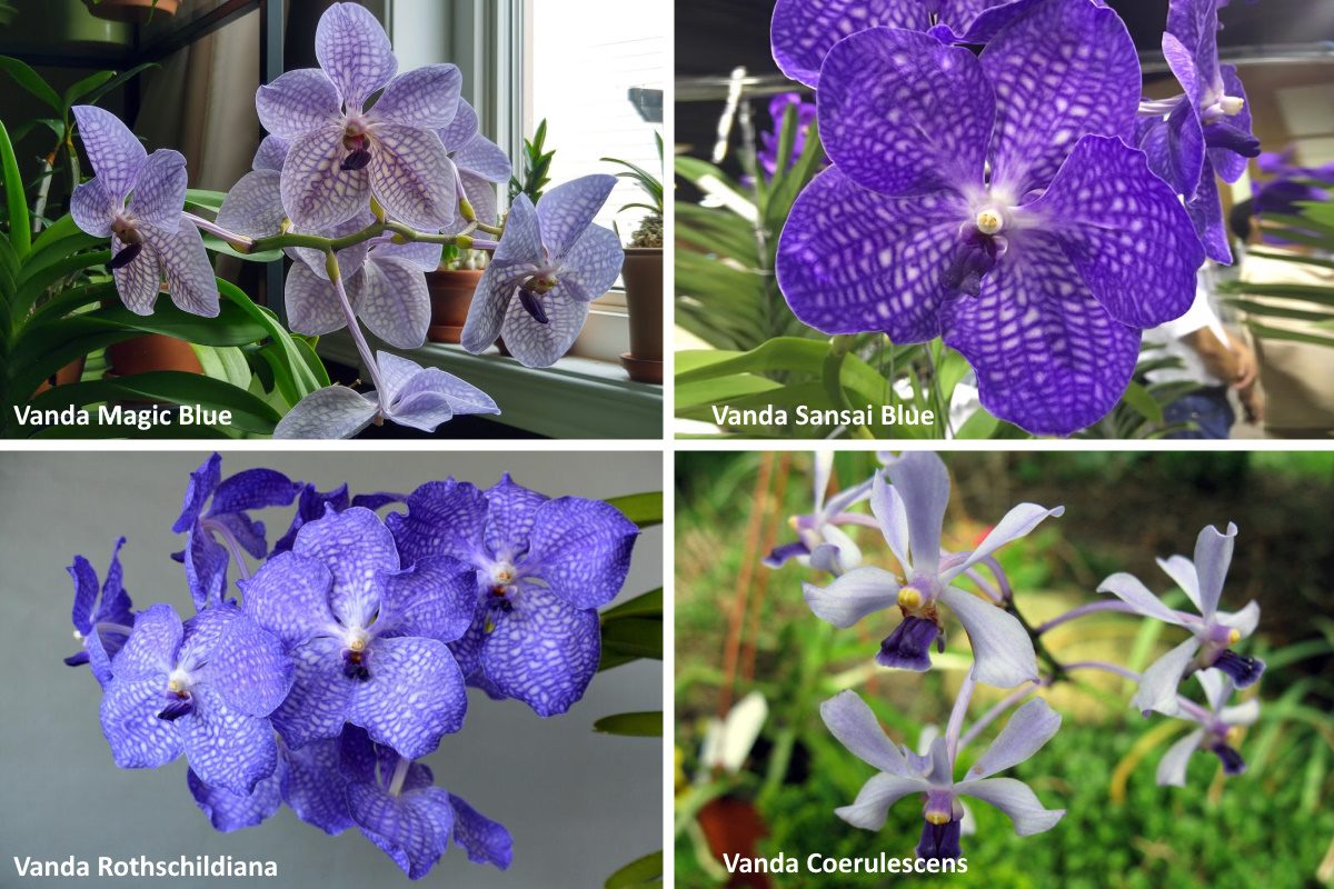 Орхидеи Vanda синие