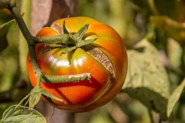 Растрескивание томатов