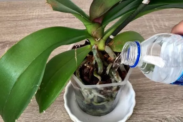 Полив орхидеи