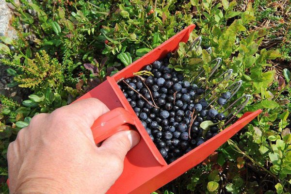 Делаем своими руками: DIY-Стакан-комбайн для быстрого сбора ягод