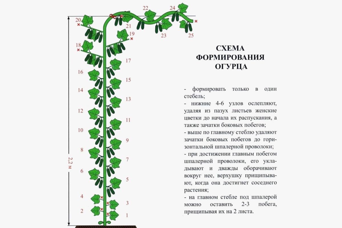 Как формировать огурцы пошаговая инструкция - hdmulty.ru