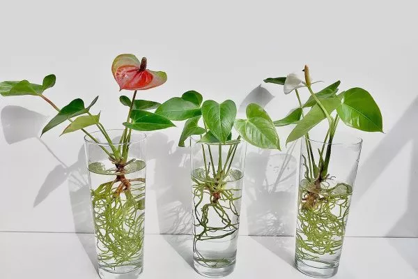 Размножение антуриума