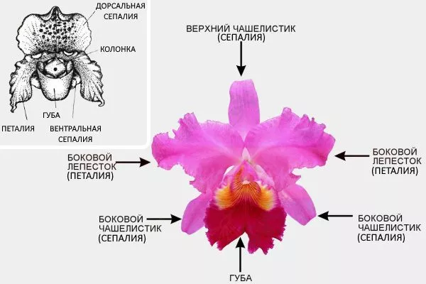 Строение цветка орхидеи