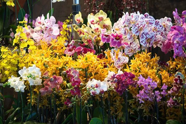 Разные орхидеи