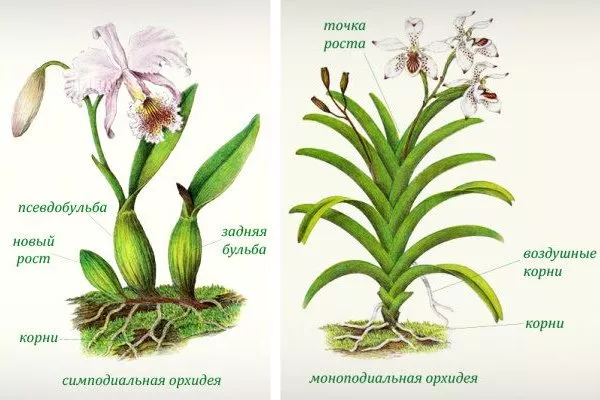Моноподиальные и симподиальные орхидеи