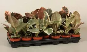 Размножение фикусов