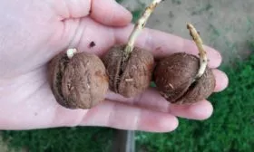 Орехи проросли