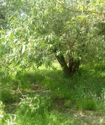 дерево вербы