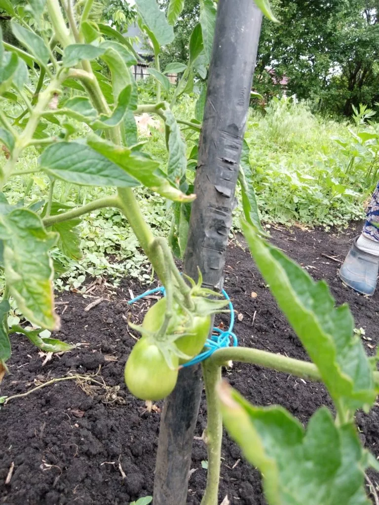 листья томатов