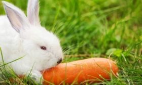 Морковь для кроликов