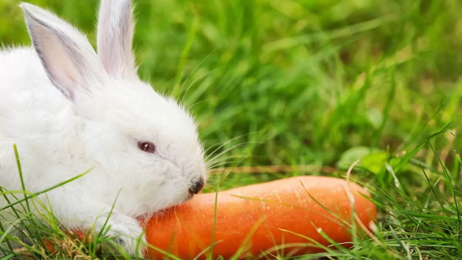 Морковь для кроликов