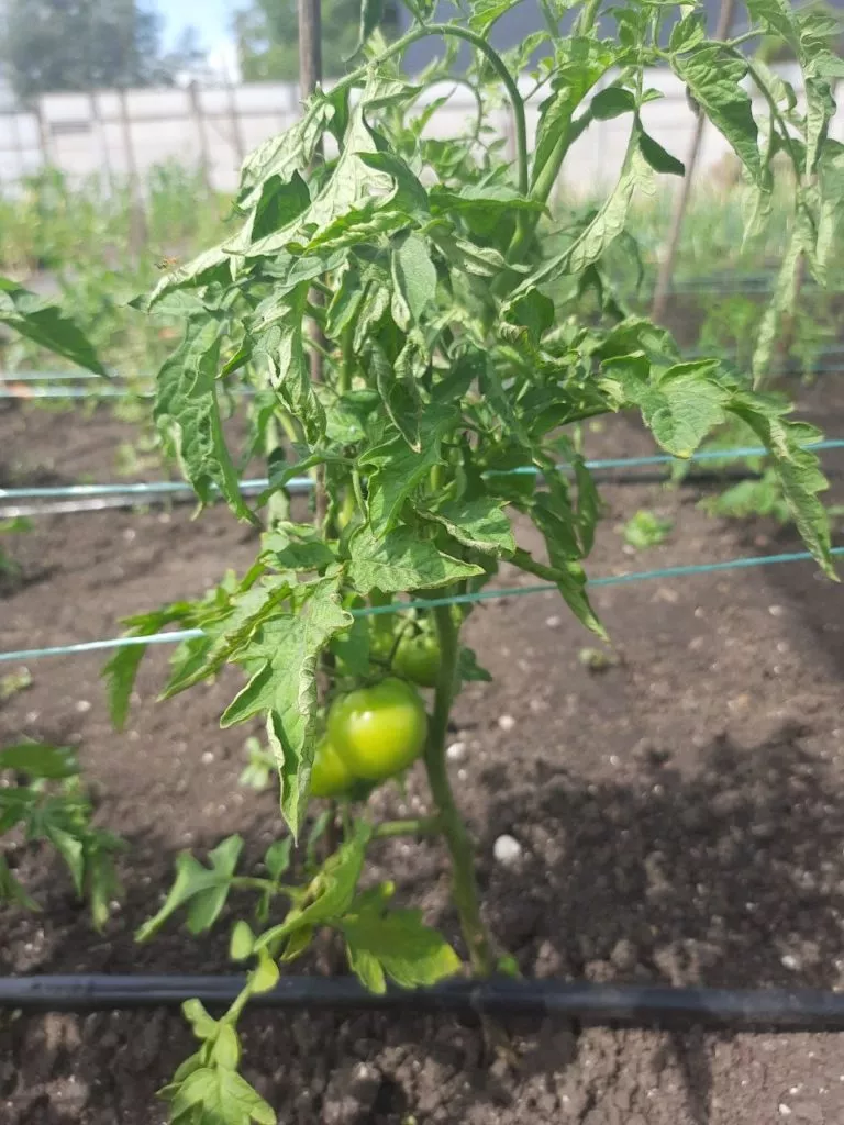 капельный полив на томатах