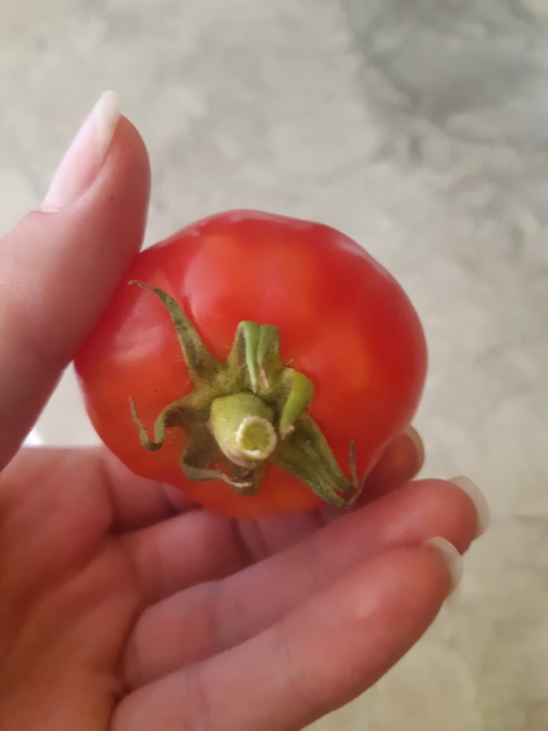 Что за пятно на плодах томатов? — Вопросы и ответы на Ferma.expert