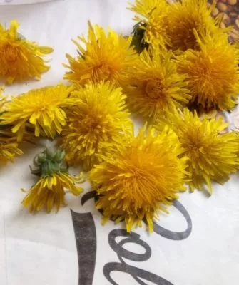 Сбор цветков одуванчиков