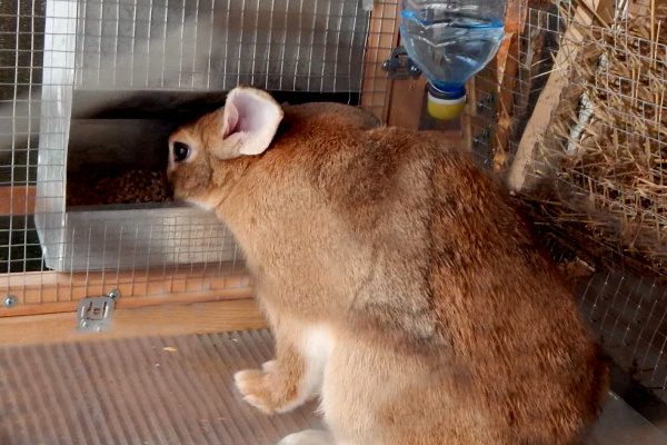 Кормушки для кроликов своими руками: чертежи, бункерная кормушка