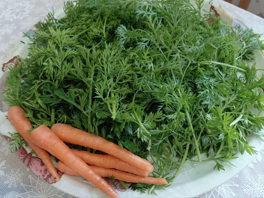Морковная ботва, какую пользу она может принести организму