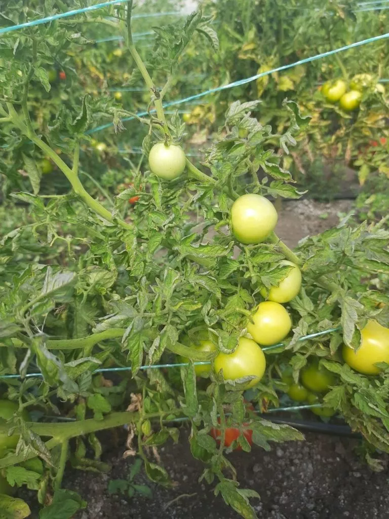 Почему не краснеют помидоры? — Вопросы и ответы на Ferma.expert