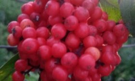 Ягоды красной бузины