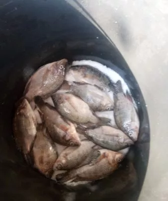 Процесс засолки рыбы