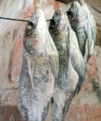 Процесс сушки рыбы
