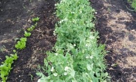 Урожай гороха