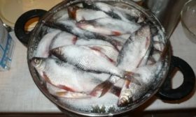 Солить рыбу