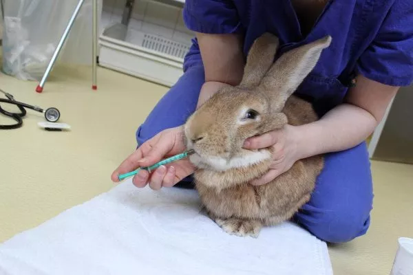 Лечения кролика от эймериоза (кокцидиоза)