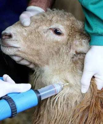 Вакцинация овец