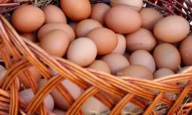 Много куриных яиц