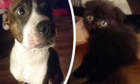 Дружба собаки и кота