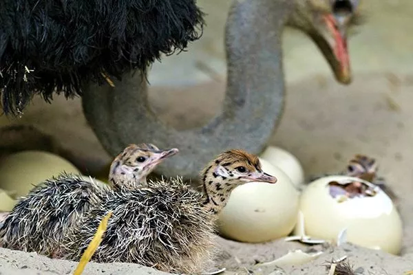 Маскировка во время насиживания яиц