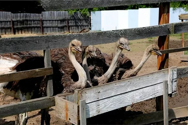 выгульный дворик для страусов