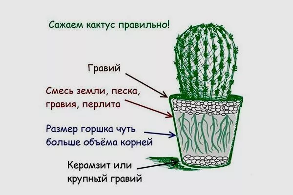 Как посадить кактус правильно