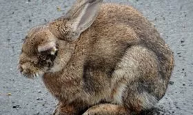 Миксоматоз у кролика