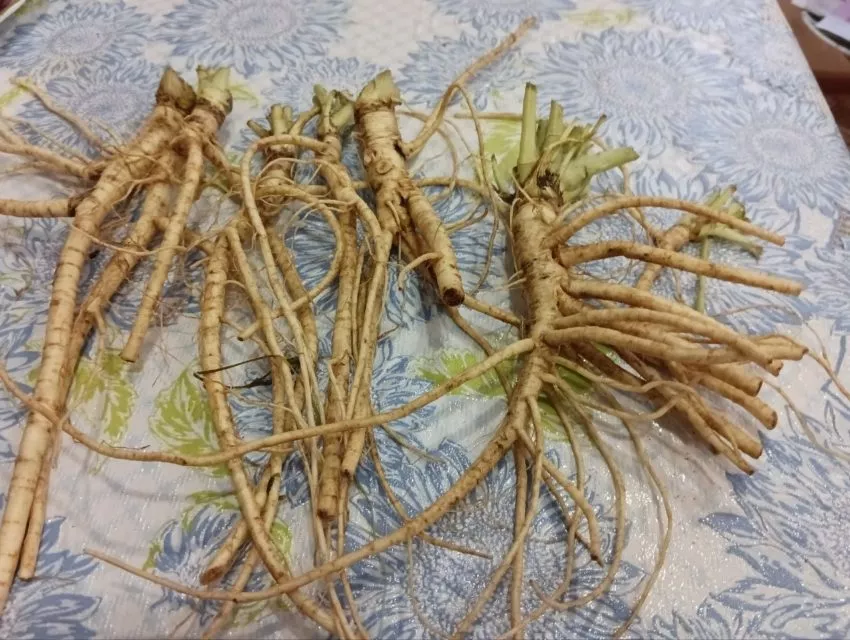 Петрушка корневая и листовая, мой опыт выращивания