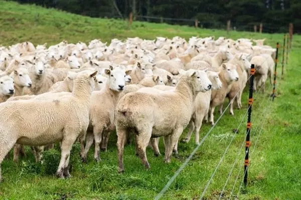 Выгул овец